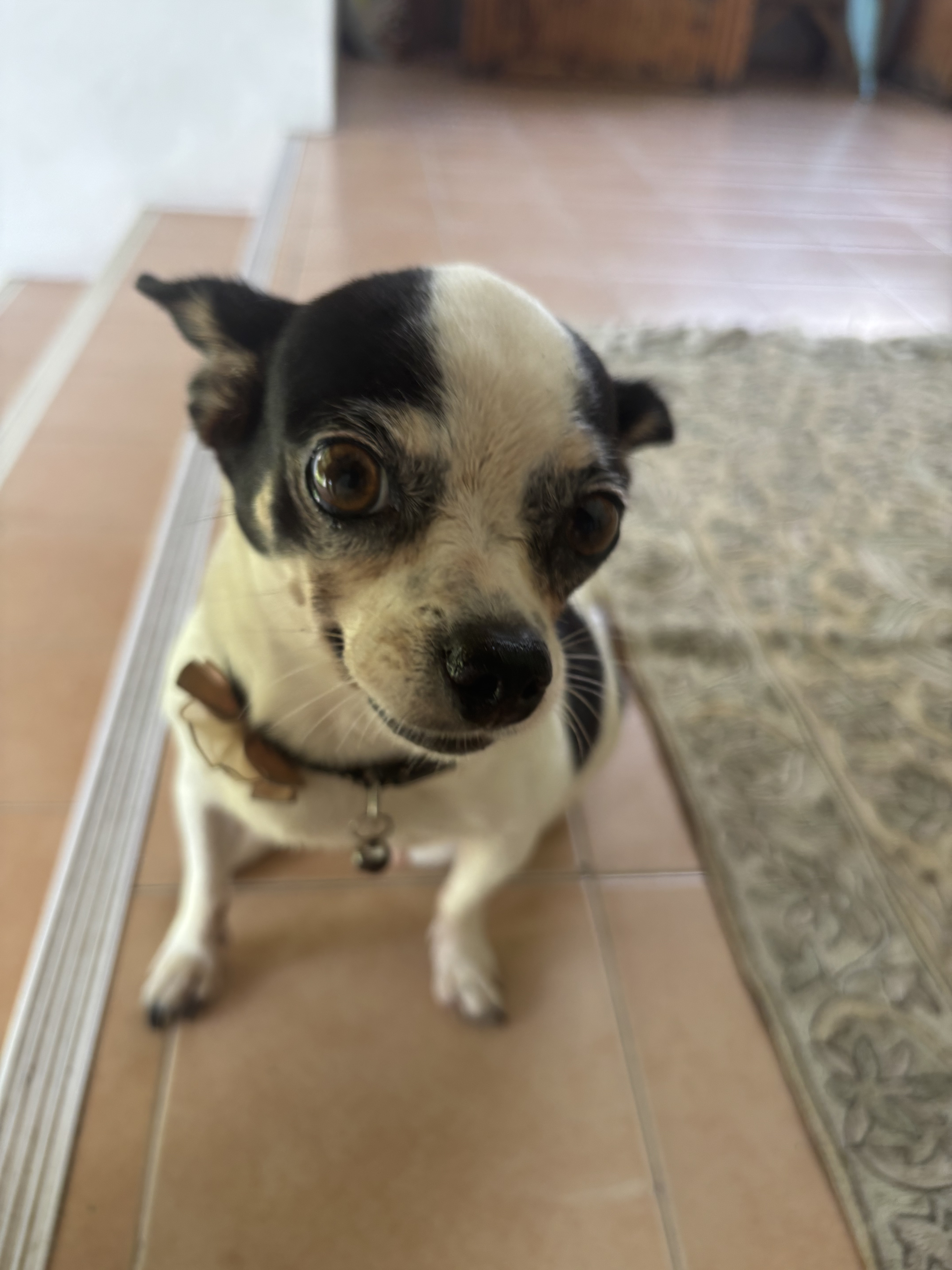 Tinkerbell, resident dog at Koh Shanti