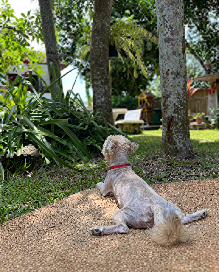 Chico enjoying the garden